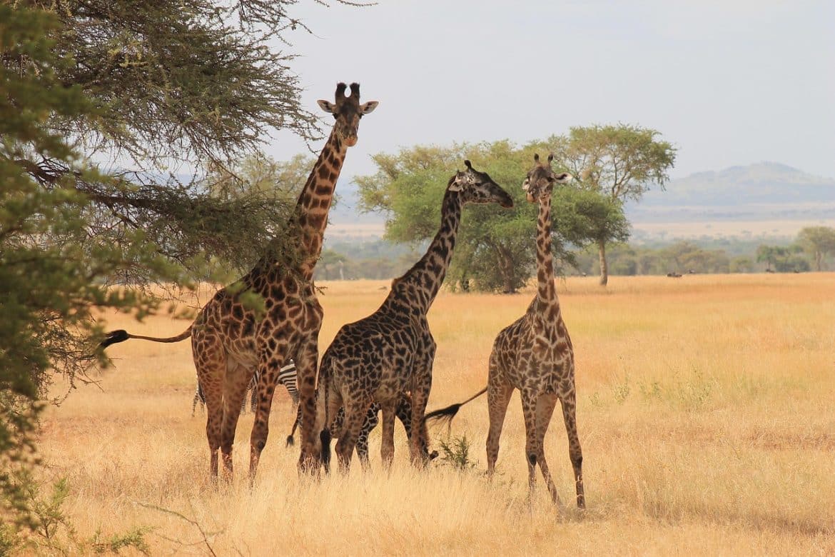 Retour de Tanzanie