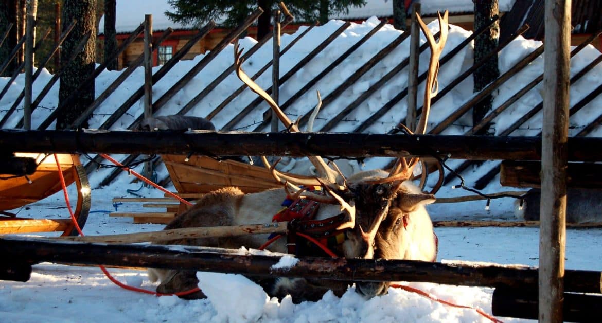 Au-delà du Cercle Polaire Arctique en Laponie