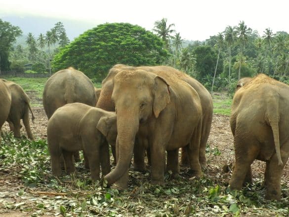 Éléphants en liberté