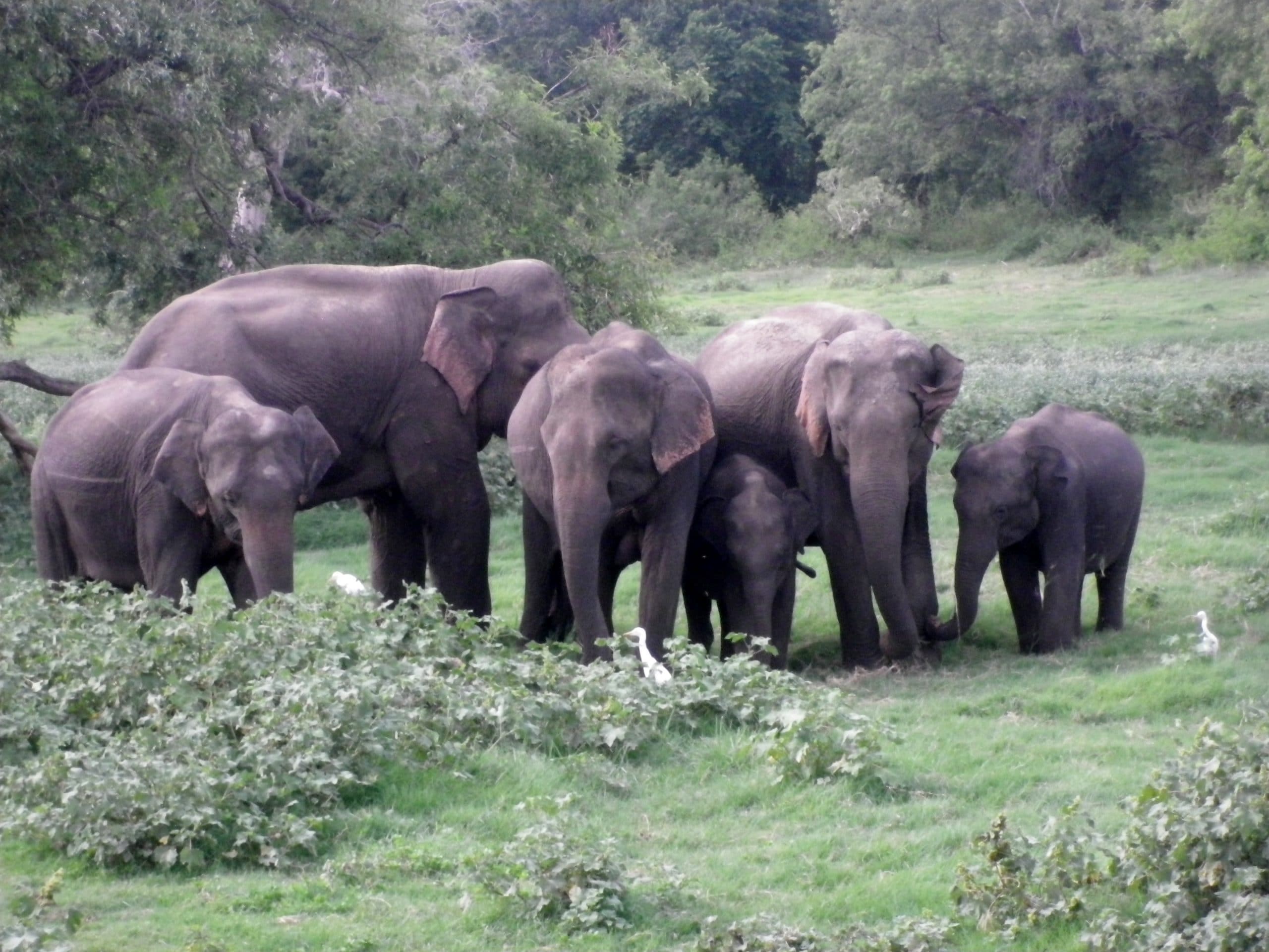 Safari Minneriya