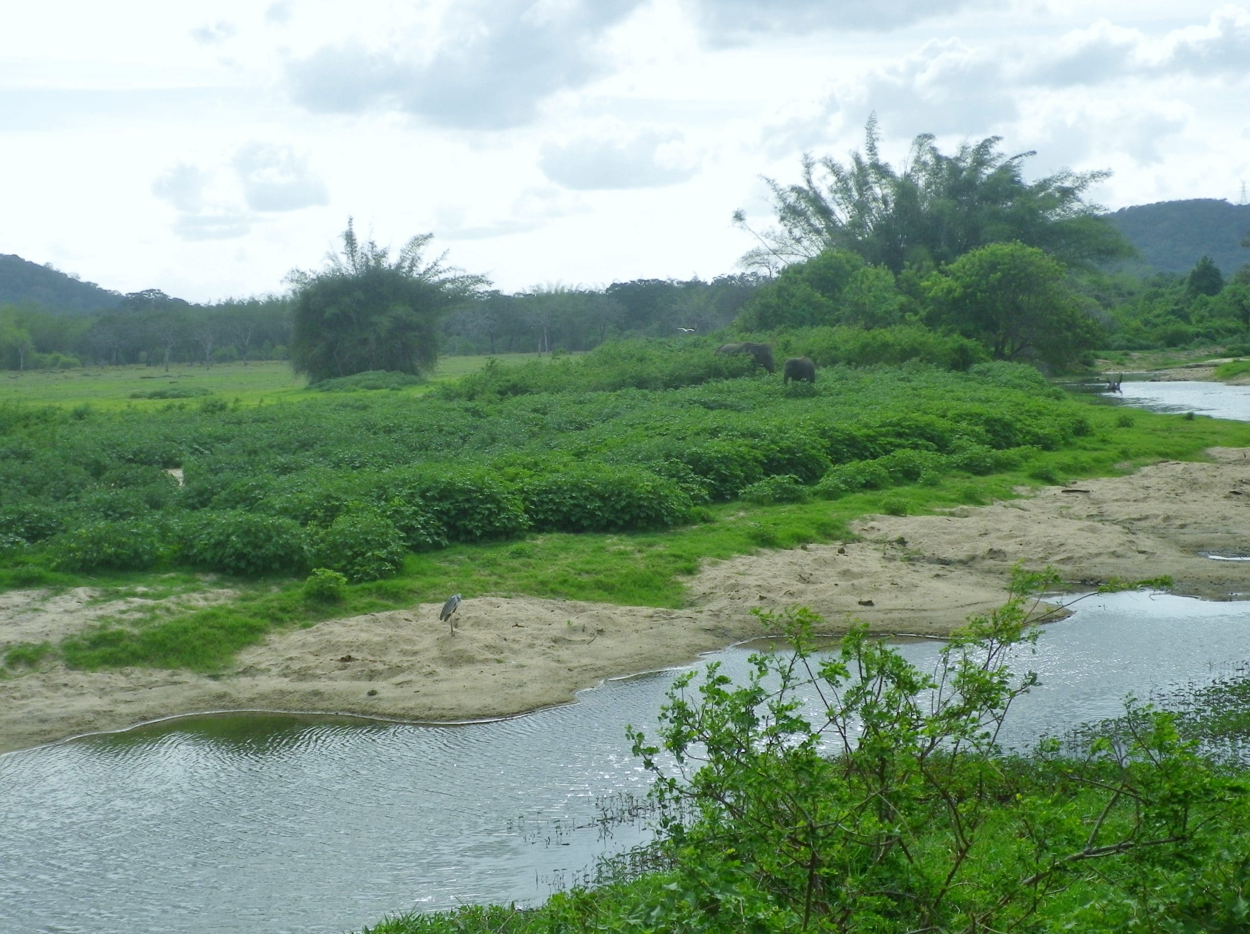 Safari Minneriya