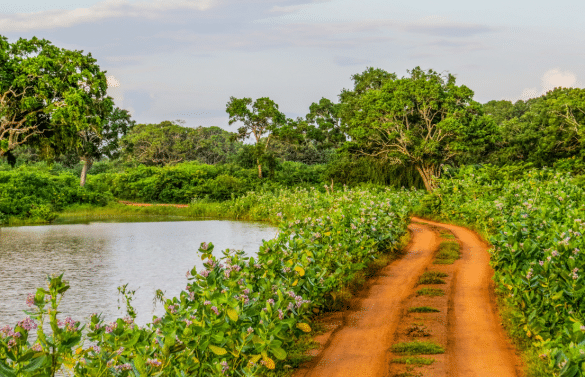 Piste rouge de safari traversant la végétation tropicale et un point d’eau dans le parc national de Yala au Sri Lanka.