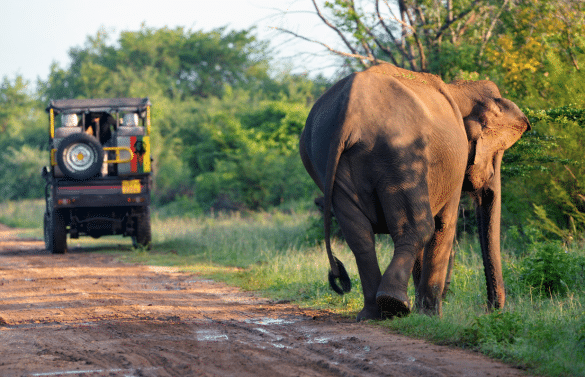 Éléphant sauvage marchant sur une piste de safari en compagnie d’un 4x4 dans un parc national du Sri Lanka.
