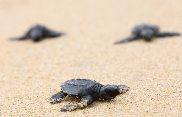 Bébés tortues marines rampant sur le sable pour rejoindre l’océan lors d’une observation à Rekawa Beach au Sri Lanka.