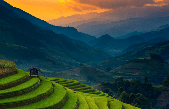 Rizières en terrasses au Vietnam au coucher du soleil, avec montagnes et cabane traditionnelle.
