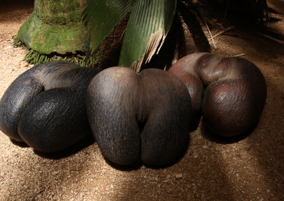 Gros plans sur plusieurs Coco de Mer, fruits emblématiques des Seychelles, posés au sol dans une lumière tropicale, symboles de la Vallée de Mai à Praslin.