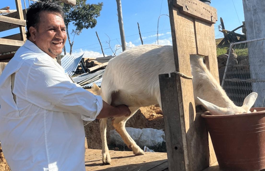 Chevrier du Nordeste – scène de vie locale Chevrier trayant une chèvre dans le Nordeste du Brésil