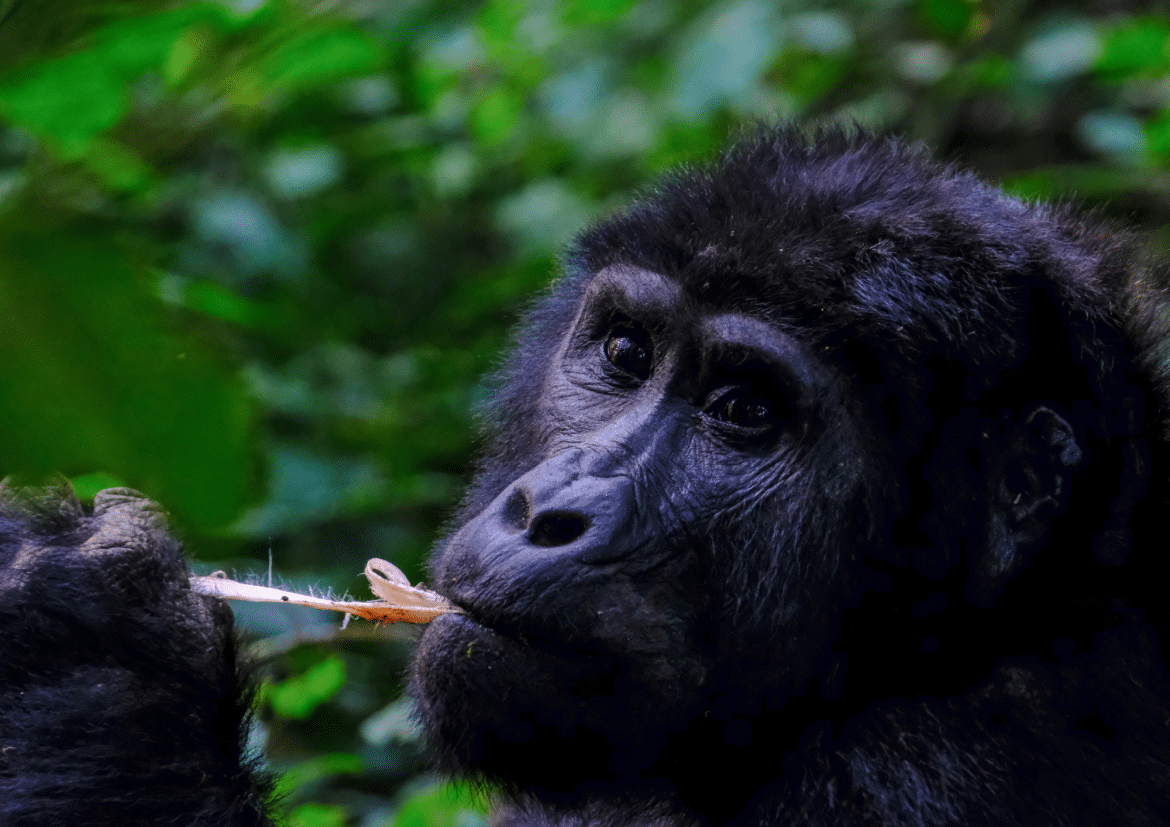 Gorille de montagne dans la forêt tropicale du Rwanda tenant une branche