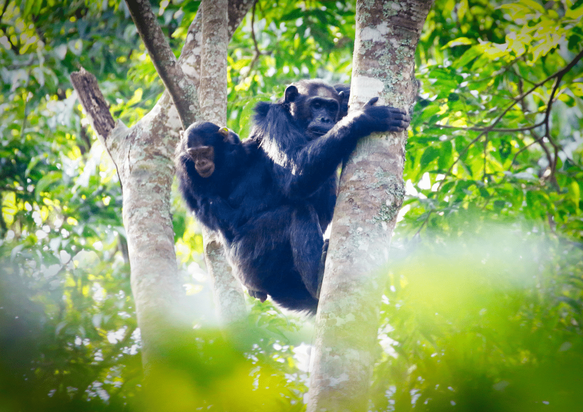 Chimpanzés du parc national de Nyungwe Chimpanzés dans les arbres de la forêt de Nyungwe au Rwanda