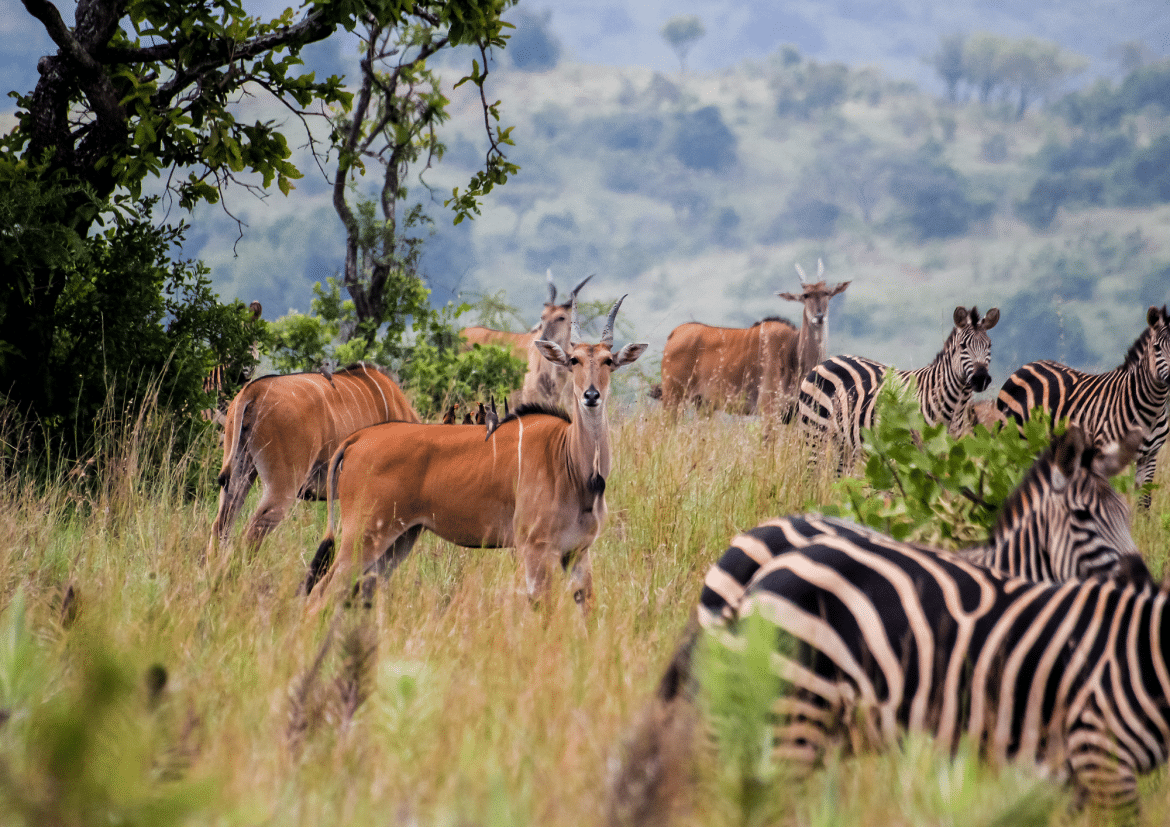 Safari dans le parc national de l’Akagera Zèbres et antilopes dans le parc national de l’Akagera au Rwanda