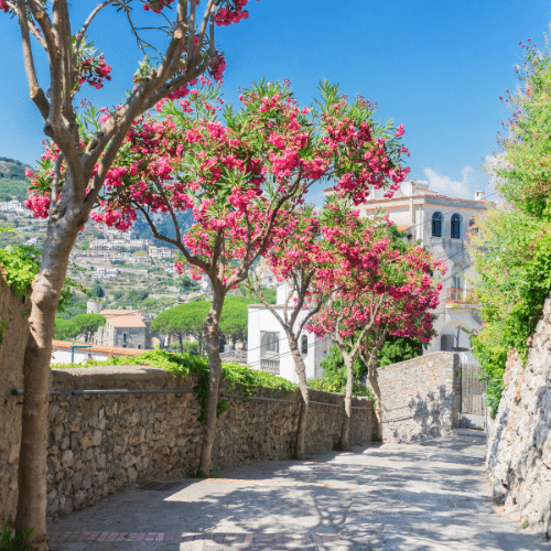 Ruelle bordée de lauriers roses en fleurs à Ravello sur la côte amalfitaine en Italie