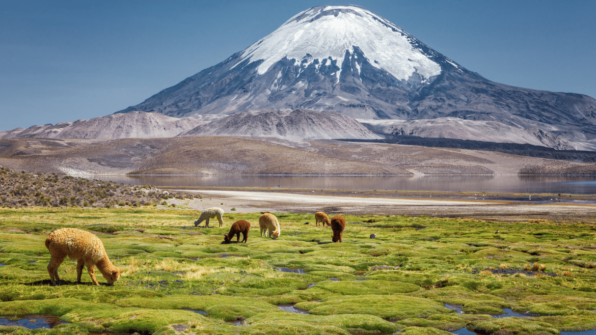 Voyage sur mesure au Chili : découverte de l’Altiplano et des volcans andins Alpagas pâturant dans l’Altiplano chilien face à un volcan enneigé et une lagune d’altitude