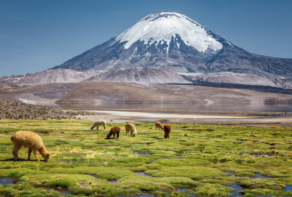 Alpagas broutant dans les hauts plateaux andins du Chili, face au majestueux volcan Parinacota et à une lagune de l'Altiplano.