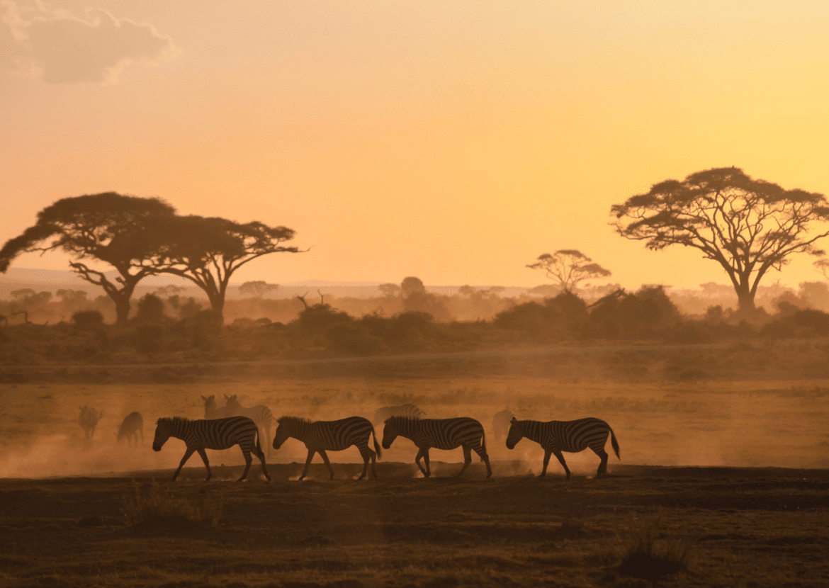 Voyage au Kenya – Safari au cœur de la savane Voyage au Kenya avec des zèbres dans la savane au coucher du soleil